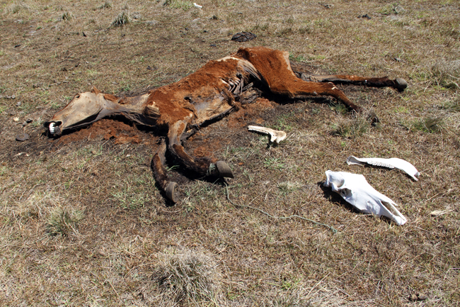 dead-horse